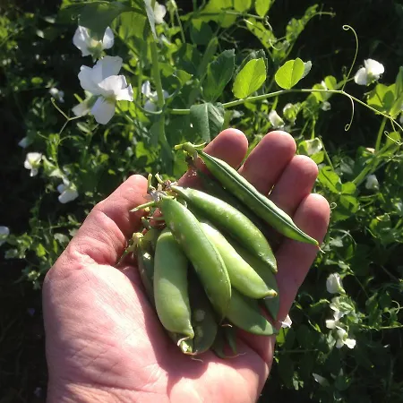Pensionat Eco-art Farm Kaş
